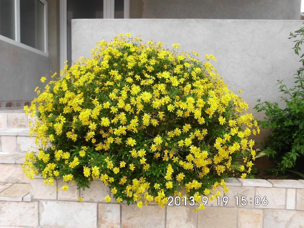 Apartments Samardzic Tivat Dış mekan fotoğraf